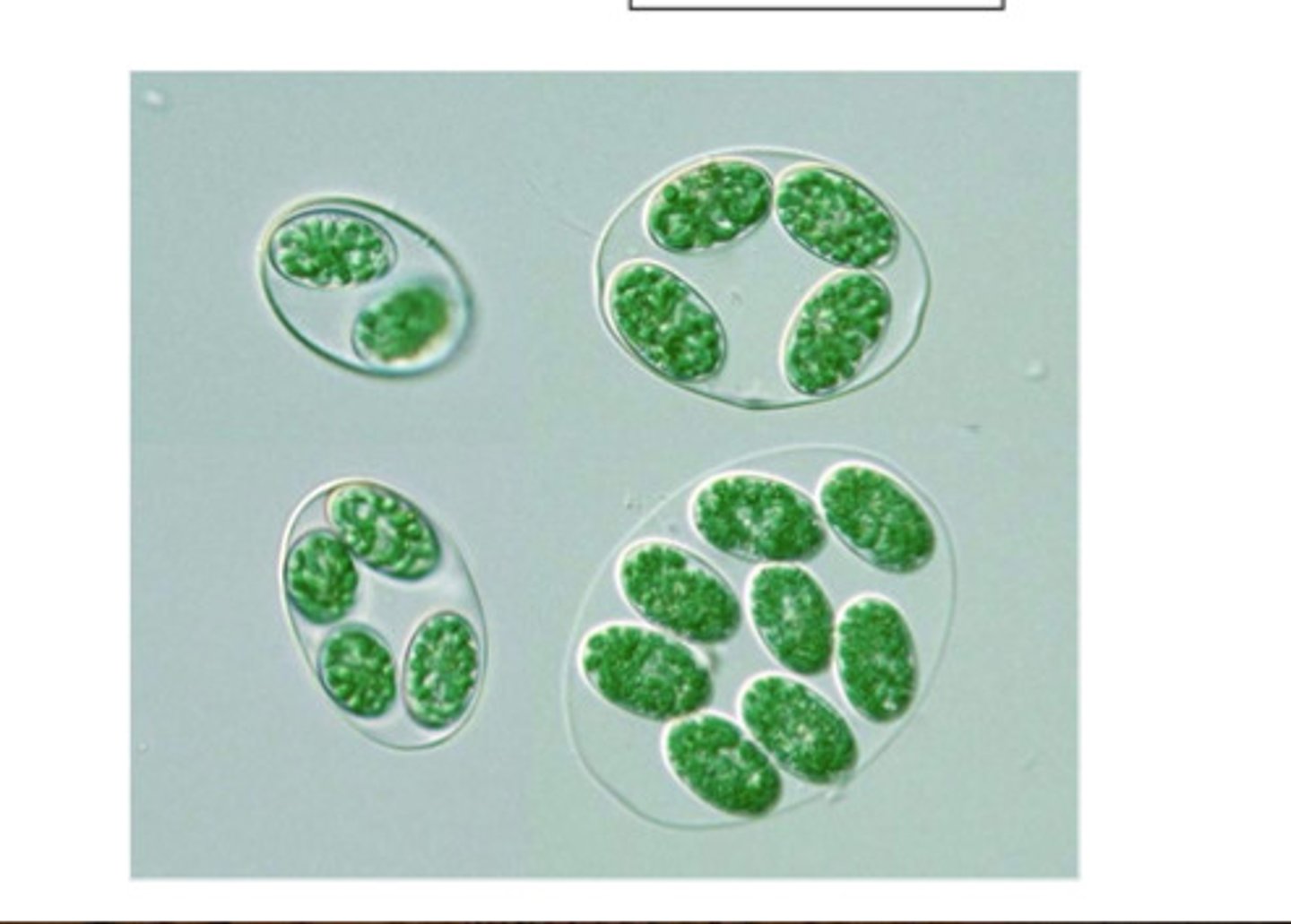 <p>Unicellular freshwater algae with chloroplasts containing traces of peptidoglycan, the characteristic cell wall material of bacteria.</p><p>RETAIN BACTERIAL CELL WALL (in the chloroplast)</p>