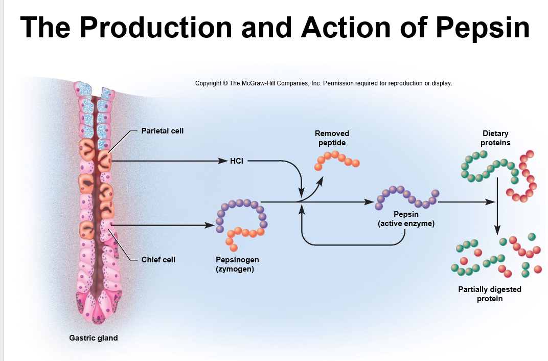 <p>Chief cells.</p>