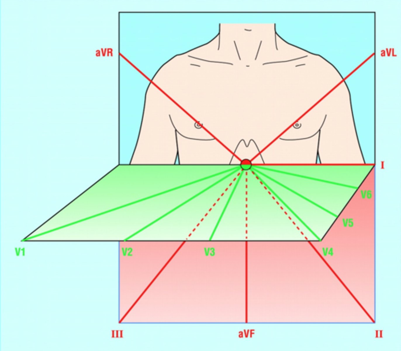 <p>All six limb leads meet to form six intersecting leads that lie in a flat “frontal” plane.</p>
