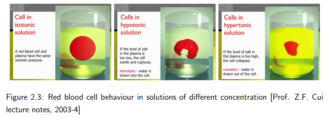 <p>1. <strong>Isotonic solution:</strong> The external solute concentration is equal to the internal, and cell volume remains constant.</p><p>2. <strong>Hypotonic solution:</strong> The external solute concentration is lower, causing water to enter the cell, and the cell swells.</p><p>3. <strong>Hypertonic solution:</strong> The external solute concentration is higher, causing water to leave the cell, and the cell shrinks.</p>