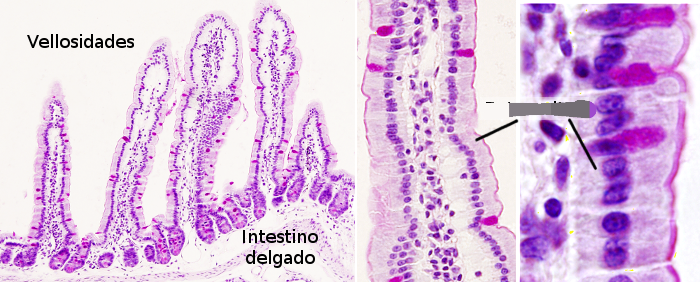 <p>Que tipo de celula es?</p>