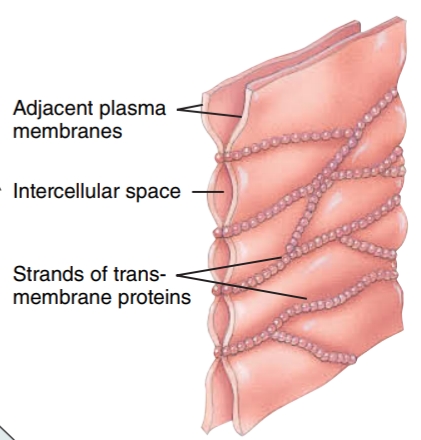 <p>these consist of tight, weblike strands of transmembrane proteins that fuse adjacent plasma membranes, which prevent the contents of some organs from leaking into the blood and surrounding tissues </p>