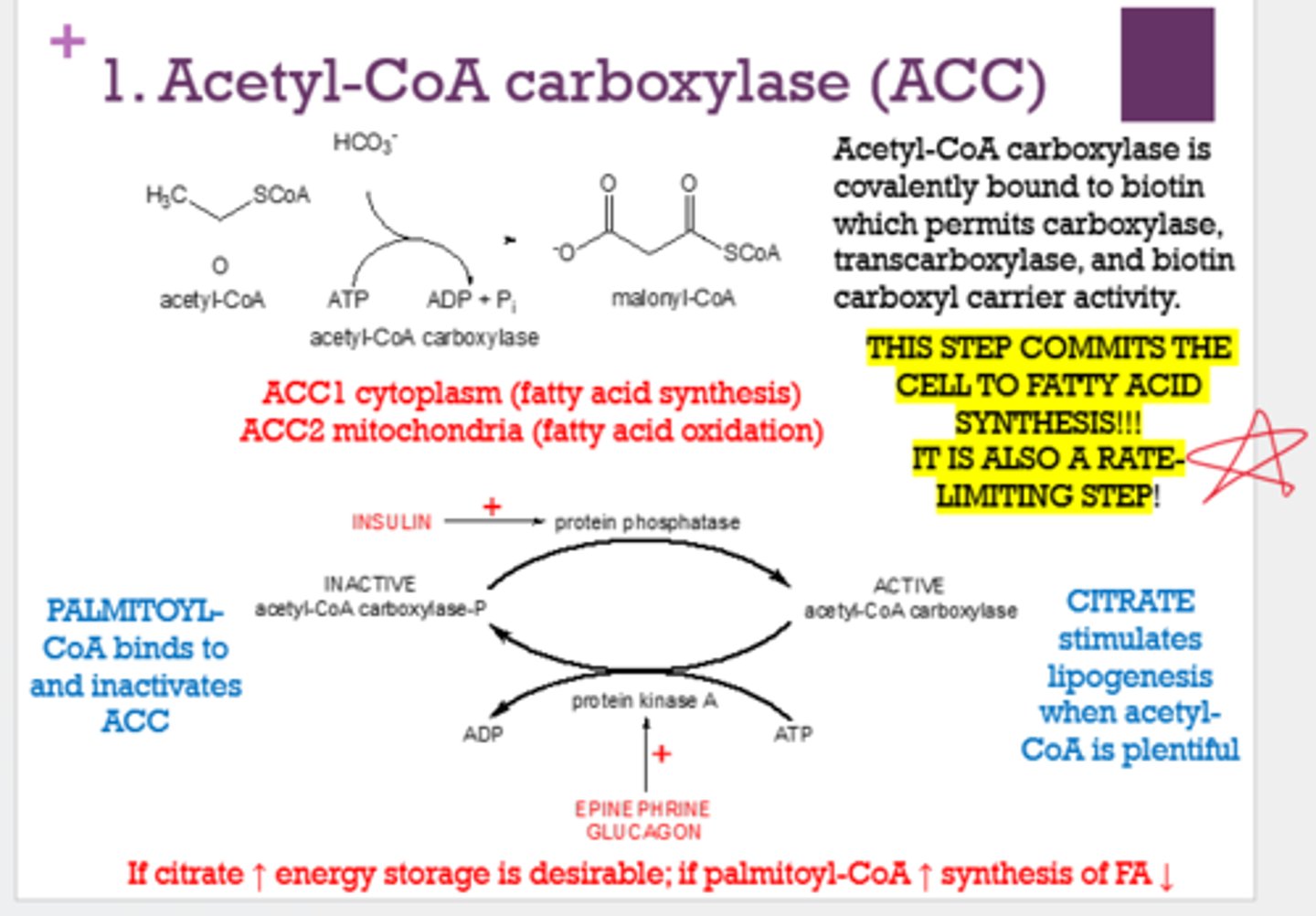<p>1. cytoplasm, fatty acid synthesis</p><p>2. mitochondria, fatty acid oxidation</p>