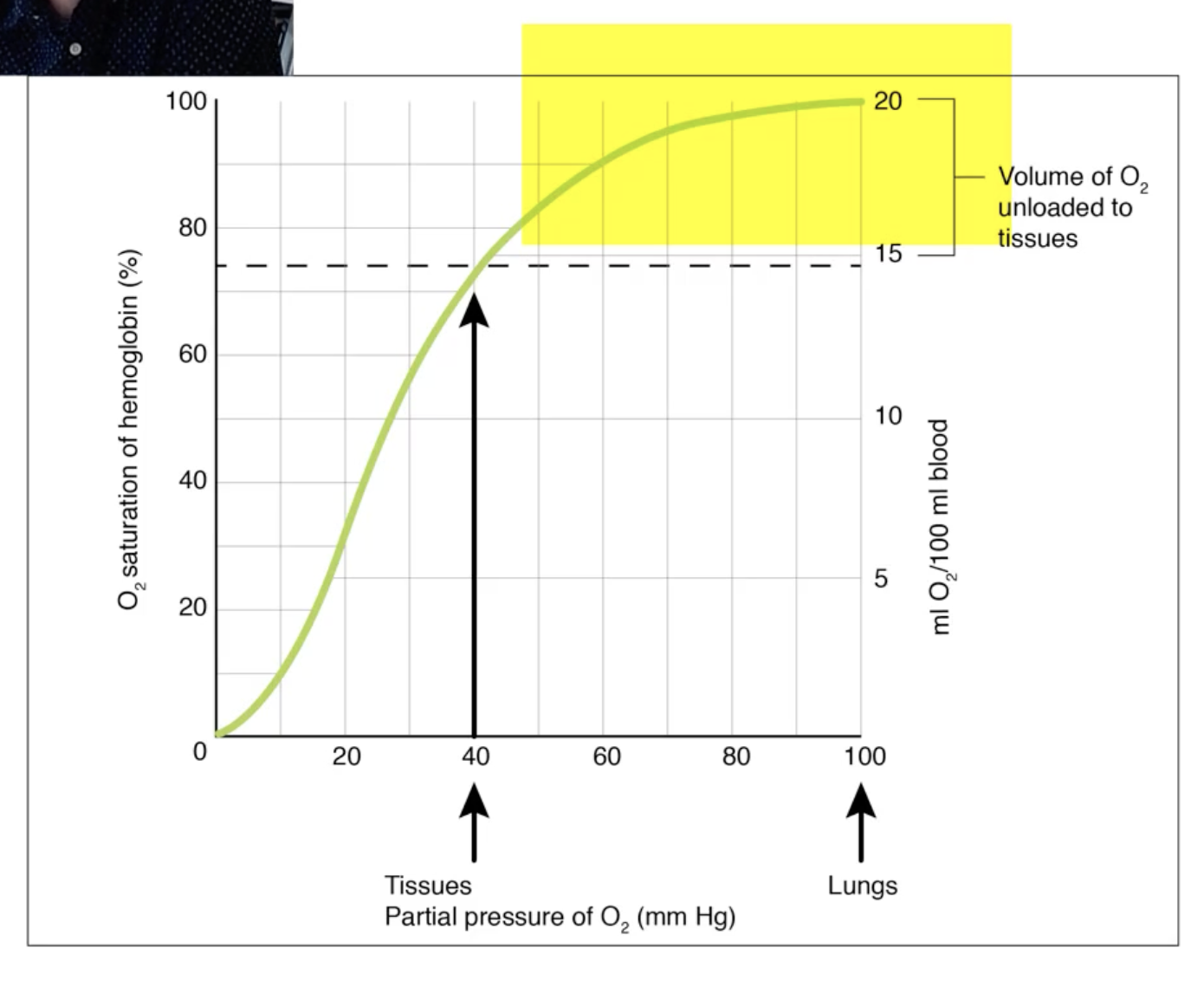 <p>For <mark data-color="blue" style="background-color: blue; color: inherit">oxygen absorbtion in lungs</mark></p><p>Curve plateauing up top: pO<sub>2</sub> (partial O<sub>2</sub> pressure) present in lungs. essentially 100% saturation of haemoglobin.</p><p>But 40 pO<sub>2</sub> in tissues.</p><p>Despite the partial pressure decreasing from 100 to 40, Hb saturation still remains high (from 100% to ~75%).</p><p>This is to ensure the red blood cells retain O<sub>2</sub> even as the partial pressure drops from the lungs to around the body.</p><p>Lots of redundancy</p>