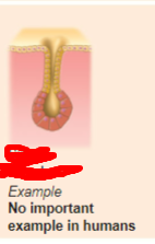 <p>what is the exocrine gland?</p>