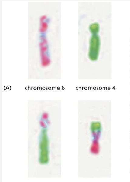 <p>occurs when a portion of one chromosome swaps with another; often occurs in cancer cells</p>
