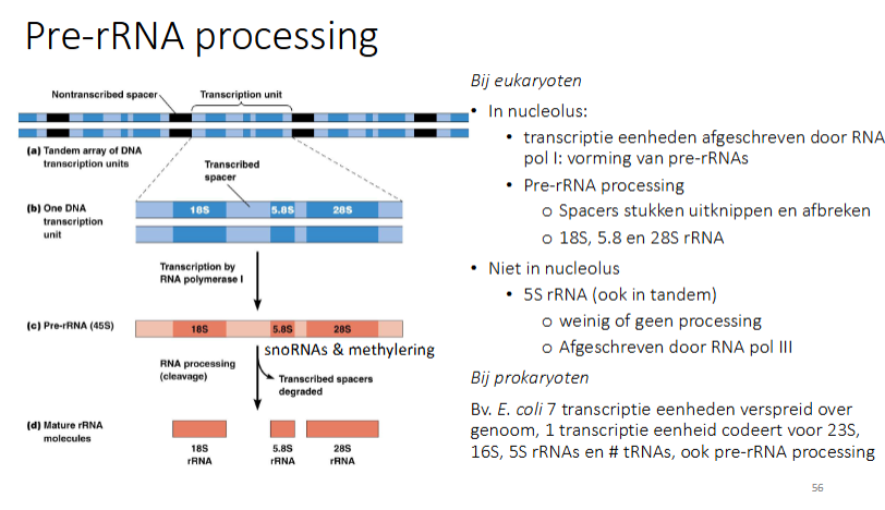 <ul><li><p>in de nucleolus: </p><ul><li><p>de transcriptie-eenheden worden afgeschreven door RNA pol I: pre'-rrNA wordt gevormd</p></li><li><p>pre-rRNA processing: </p><ul><li><p>de spacer stukken uitknippen en afbreken</p></li><li><p>dit geldt voor 18S, 28S, 5.8S rRNA</p></li></ul></li></ul></li><li><p>iet in nucleolus: 5S rRNA (behoort niet tot de NOR’s)</p><ul><li><p>weinig tot geen processing</p></li><li><p>afgeschreven door RNA pol III</p></li></ul></li></ul><p></p>