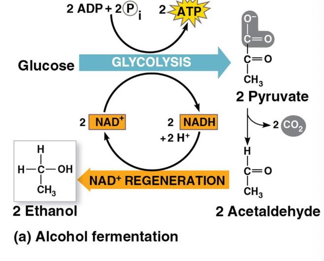 <ul><li><p>ethanol fermentation occurs in plants and fungi</p></li><li><p>pyruvate releases carbon dioxide and the acetaldehyde produced is reduced to form ethanol</p></li><li><p>regenerates NAD<sup>+</sup> so than ATP can be generated during glycolysis</p></li></ul><p>Glucose + 2 ADP + 2 P<sub>i</sub> → 2 ethanol + 2 ATP + 2 H<sub>2</sub>O</p><p></p>