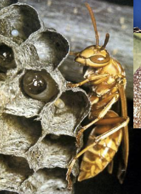 <p>bees, wasps, ants, sawflies </p>