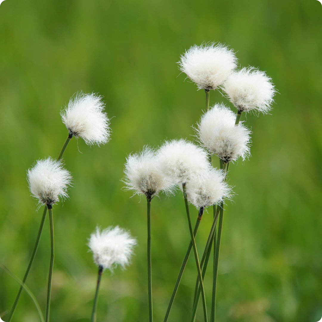 <p>Hares tail cottongrass</p>