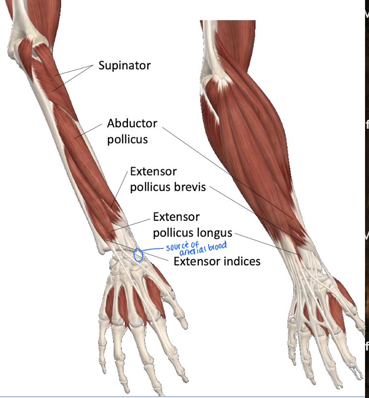 <p><strong>ALL INNERVATED BY THE RADIAL NERVE</strong></p><ul><li><p>Supinator - Supinates</p></li><li><p>Extensor pollicis longus - Extends (laterally) the distal phalanx of thumb and other joints it crosses</p></li><li><p>Extensor pollicis brevis - Extends (medially) the proximal phalanx of thumb and other joints it crosses</p></li><li><p>Abductor pollicis longus - Abductor of thumb</p><ul><li><p>thumb moves away from the body</p></li></ul></li><li><p>Extensor indicis - Extends 2nd difit</p></li></ul><p></p>