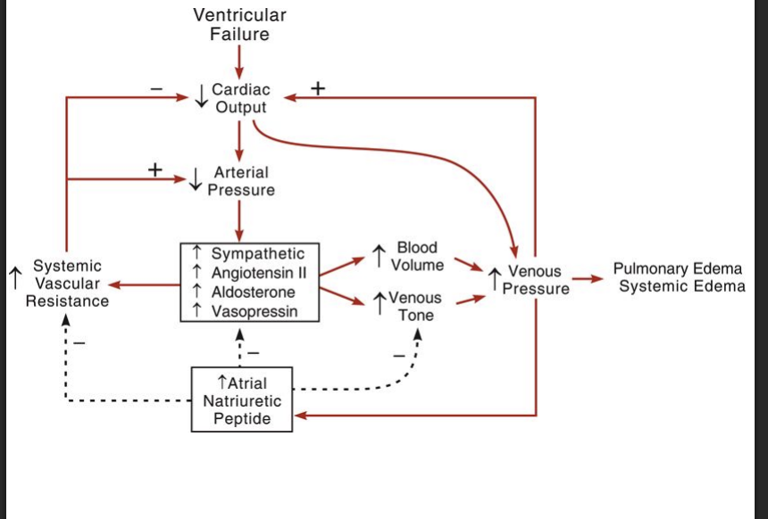 <img src="https://knowt-user-attachments.s3.amazonaws.com/be4519e0-a911-44be-96d8-24d9bcd935fe.png" data-width="100%" data-align="center"><p>3 primary goals of treatment:</p><p>1. Treat symptoms of edema & dyspnea</p><p>2. Improve CV function & exercise capacity</p><p>3. Reduce mortality</p><p> 4 approaches to treatment</p><p>1. Reduce venous pressure – reduce blood volume & vasodilate</p><p>2. Reduce afterload - vasodilate</p><p>3. Increase ventricular inotropy – inotropic agents</p><p>4. Use beta-blockers…? – reduce mortality</p><p> Unsure of the mechanisms of how this is effective</p><p>5. Angiotensin receptor-neprilysin inhibitor (ARNI)</p>