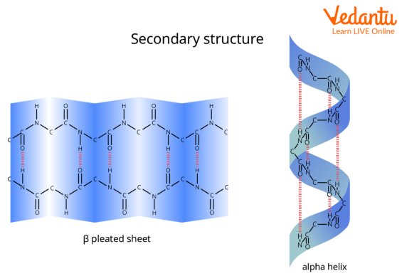 <ul><li><p>alpha helix sturcture</p></li><li><p>beta pleated sheet</p></li></ul>