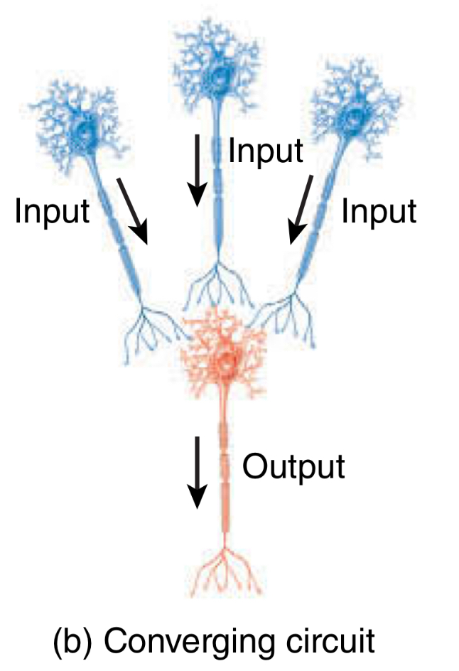 <p>Converging circuit</p><ul><li><p>output?</p></li></ul><p></p>