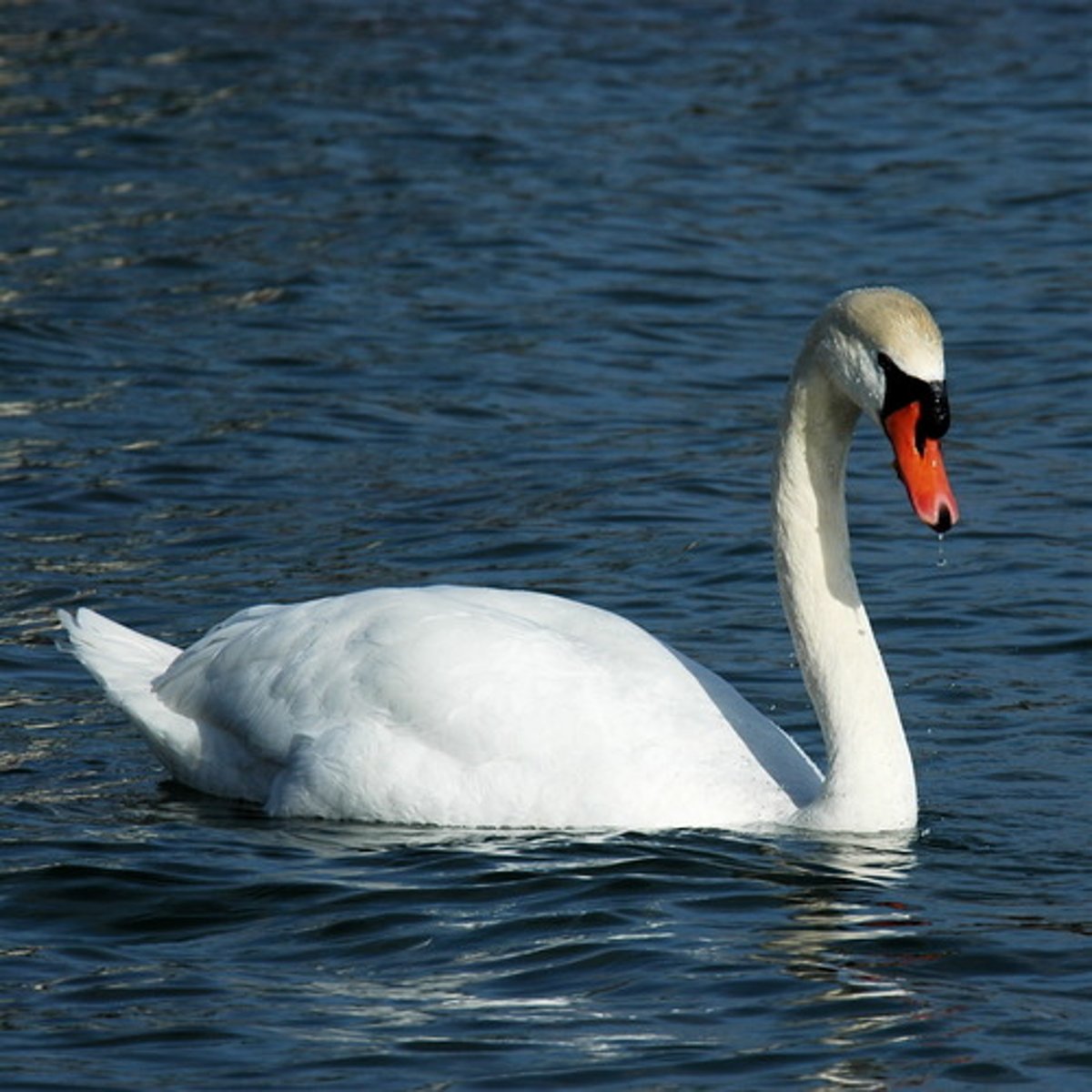 <p>my boat</p><p>Went heaving through the Water like a swan</p>