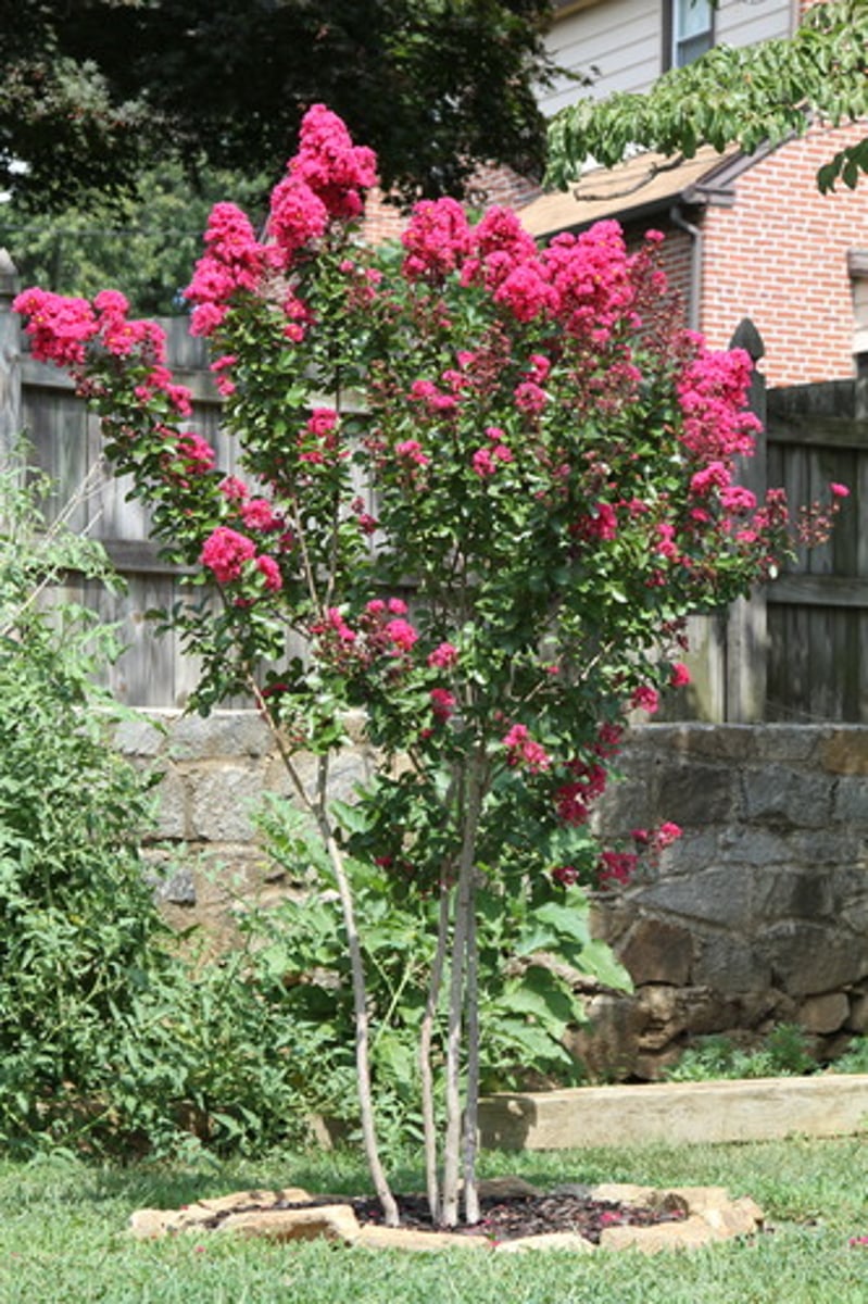 <p>pretty flowers</p>