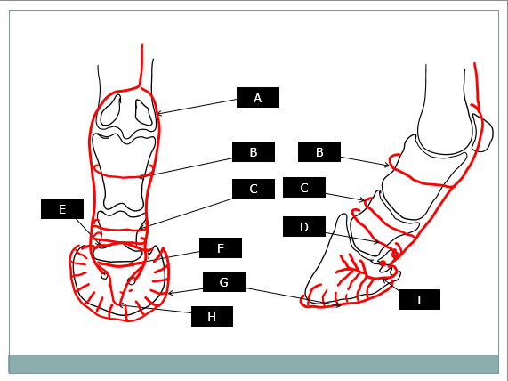 Label the arteries in the diagram