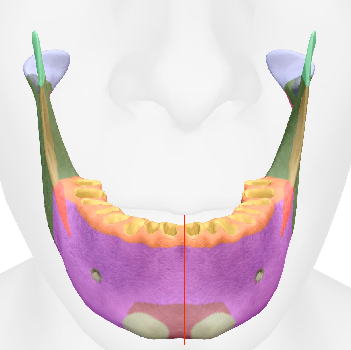 <p>line down the middle of the front teeth of the mandible </p>