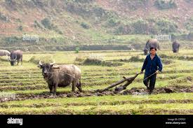 <p>N. (cái cày)</p><p>V. cày, xới đất</p><p><strong>Noun:</strong><br>- <strong>Farmers use a _____to break the soil before planting seeds.</strong><br>→ <em>Nông dân sử dụng </em><strong><em>cái cày</em></strong><em> để xới đất trước khi gieo hạt.</em></p><p><strong>Verb:</strong><br>- <strong>They _______ed the field last week to prepare for the new crop.</strong><br>→ <em>Họ đã </em><strong><em>cày</em></strong><em> ruộng tuần trước để chuẩn bị cho mùa vụ mới.</em></p>