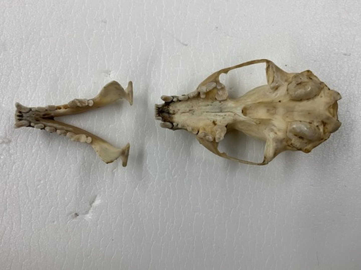 <p>Genus, species</p><p>-4/4 PM</p><p>-1/2 M</p><p>-dumbbell M</p>