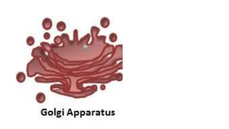 <p><span style="font-family: docs-Roboto, Helvetica, Arial, sans-serif"><br>Based on the image, identify the function of the organelle</span></p>