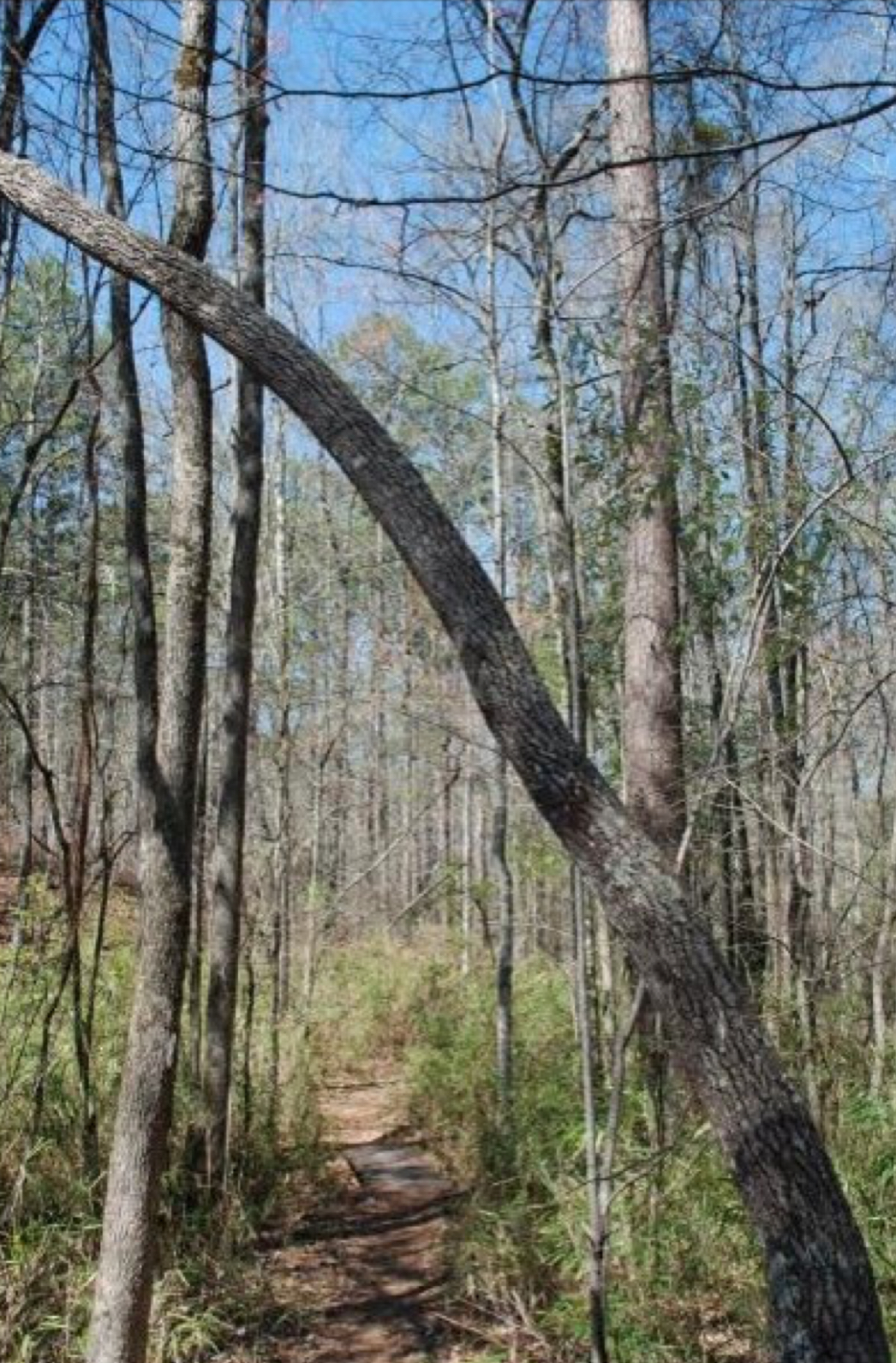 <p>Family: Ericaceae</p><p>Genus: Oxydendrum</p><p>Epithet: arboreum</p>