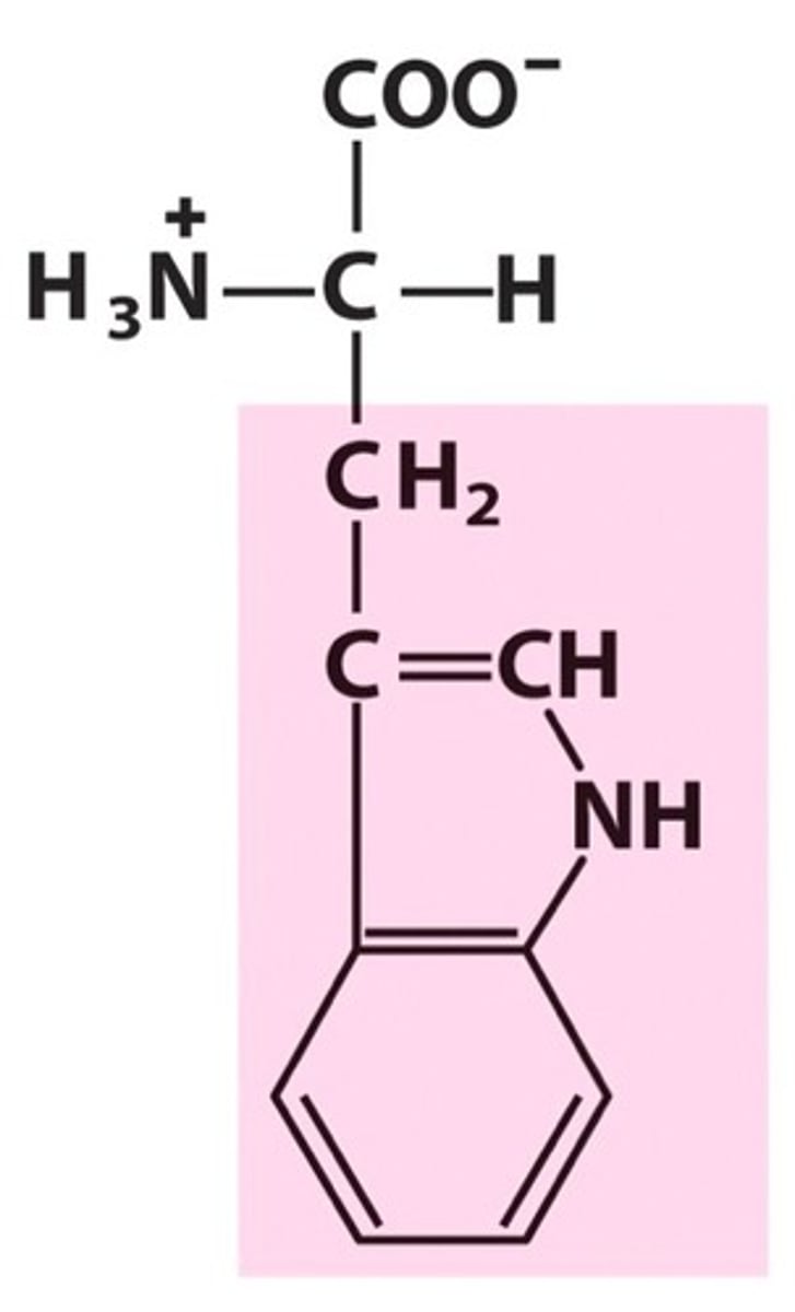 <p>UGG</p><p>aromatic (Trp or W)</p>