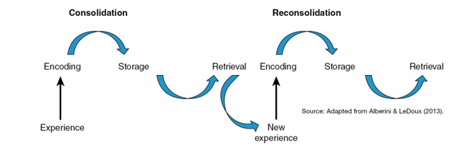 <p>Process whereby immediate memories become lasting memories when new neural connections are created and prior neural connections get stronger.</p><p></p><p>When you retrieve memories for past events, those memories can be affected by new circumstances, so reconsolidated memories may differ from their original versions</p>
