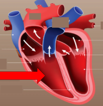 <p>pumps oxygen rich blood to the lungs</p>