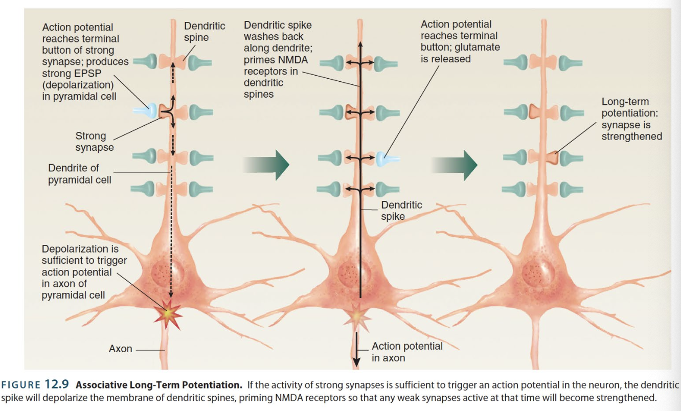 <p>→ describes the ↑ in <strong>synaptic strength</strong> that occurs in weak synapses that happen to be active when stronger inputs get the post-synaptic neuron to spike — Donald Hebb’s hypothesis applied;</p><ul><li><p><strong>Hebb’s rule </strong>→ the cellular basis of <strong>learning</strong> involves strengthening of synaptic connections that happen to be active when the post-synaptic neuron fires an AP</p><ul><li><p>“Fire together, wire together” </p></li></ul></li></ul><p></p>