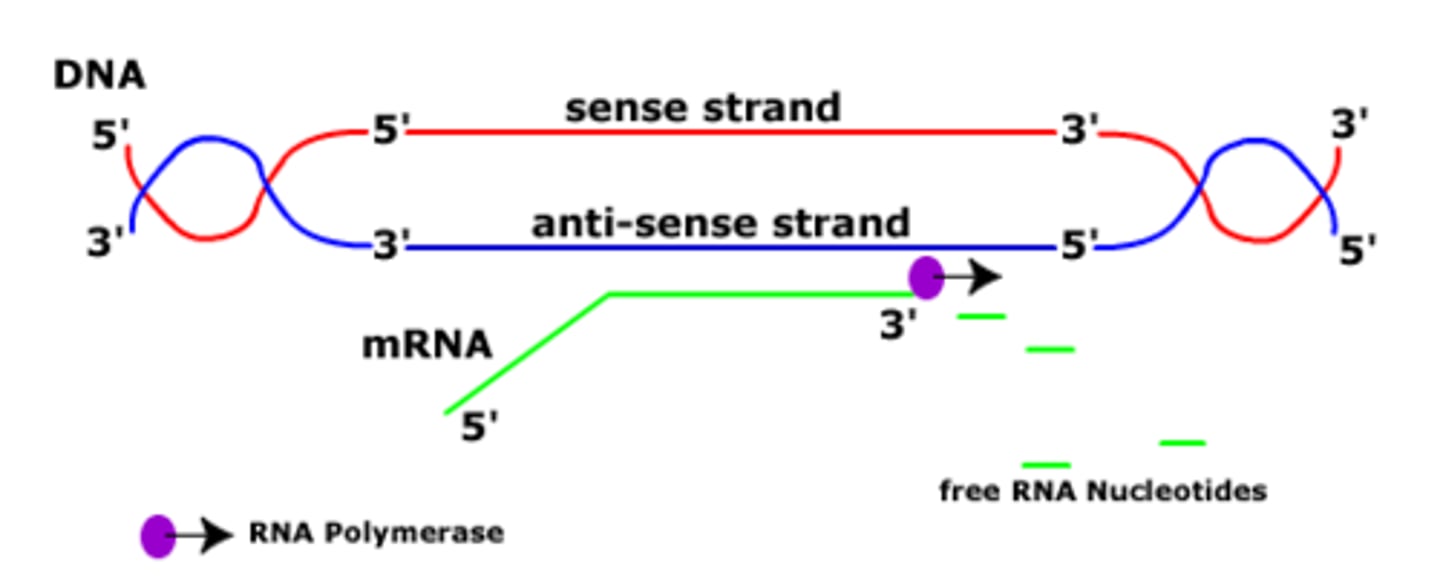<p>antisense (template); sense (not)</p>