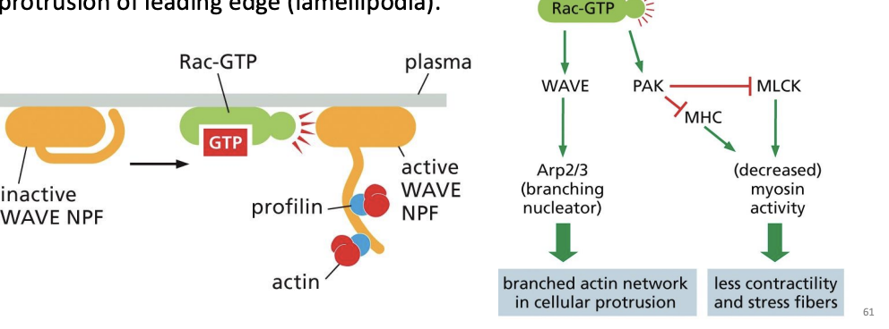 <p>Once polarity is established by cdc42 proteins, Rac-GTP and WAVE proteins stimulate Arc2/3 proteins to nucleate branched actin filaments and drive protrusion of leading edge (lamellipodia).</p>