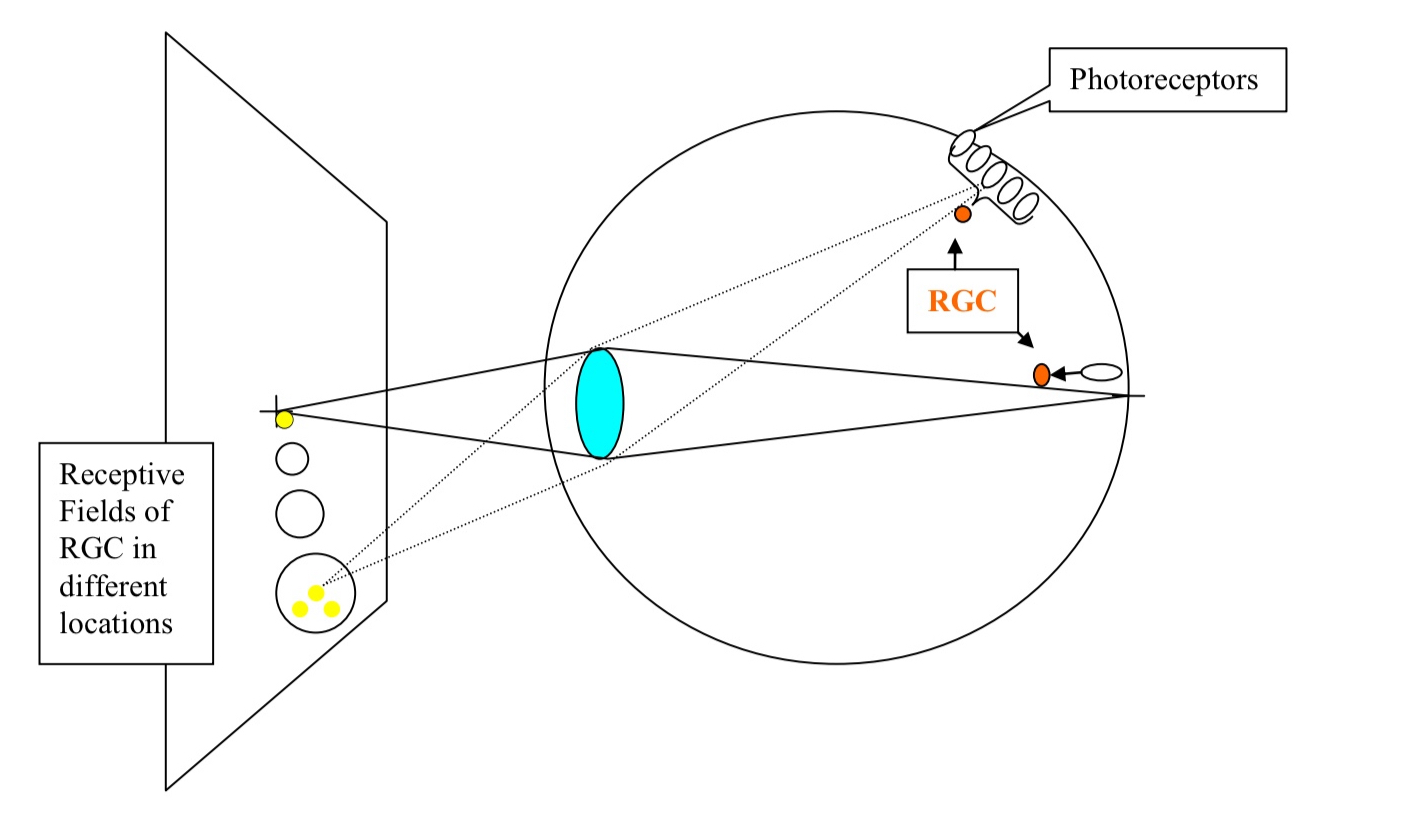 <ul><li><p>this diagram exemplifies receptive fields of RGCs</p></li></ul><p></p>