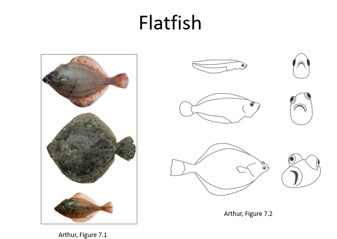 Involving Left-Right Asymmetry

Flatfish
    – Head rotated in relation to the rest of the body
    – Both eyes are on the same side of the head

Snail chirality
    –Dextral
    –Sinistral

