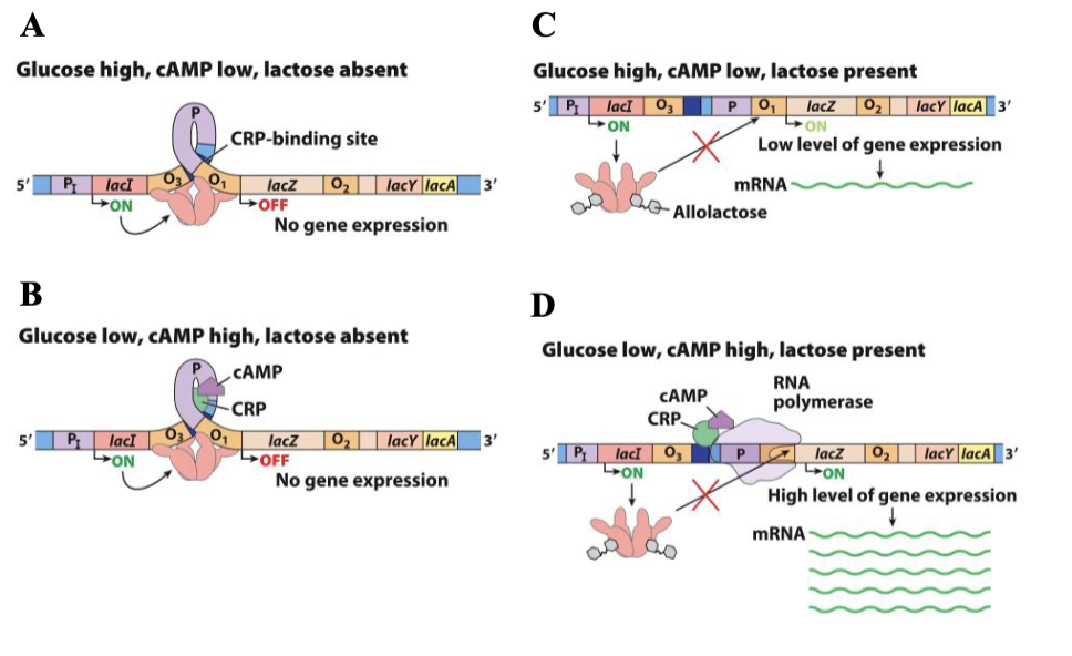 <p>low gene expression</p>