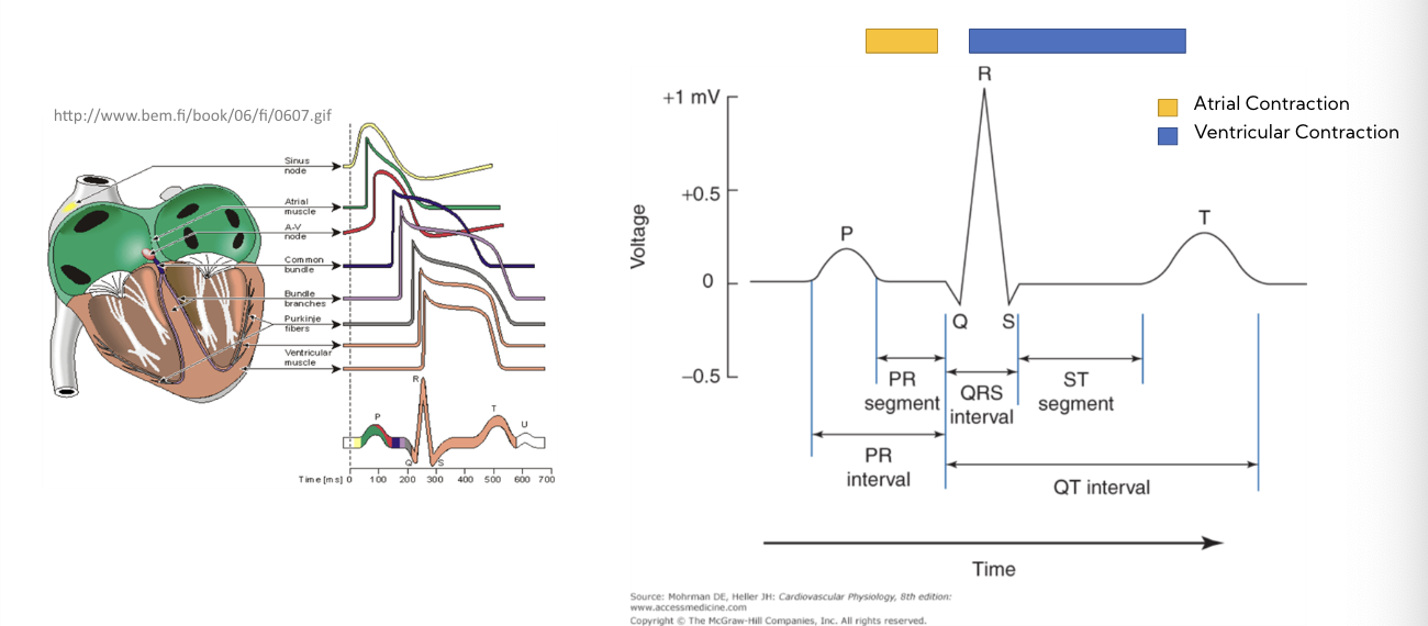 P wave = atrial depolarization

QRS = ventricular depolarization

T wave = ventricular repolarization