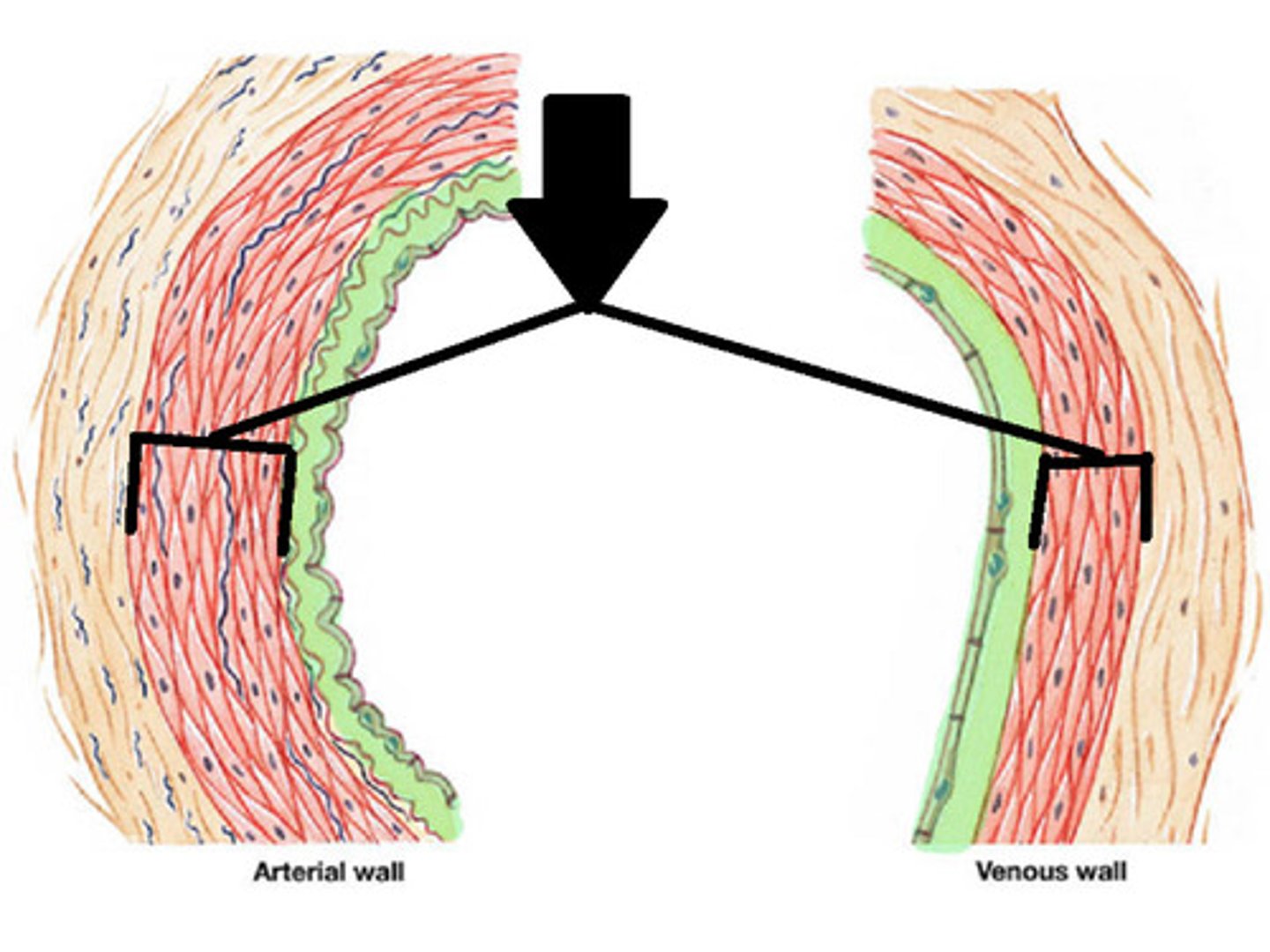 <p>elastic arteries have a larger endothelium, while muscular arteries have a larger tunica media</p>