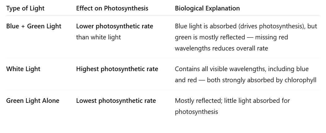 <ul><li><p><span style="font-family: &quot;Times New Roman&quot;; line-height: normal; font-size: 7pt;"> </span>White light is made up of different colours, e.g. green and blue light, or different wavelengths.</p></li><li><p>Green light is reflected / not absorbed.</p></li><li><p><span style="font-family: &quot;Times New Roman&quot;; line-height: normal; font-size: 7pt;"> </span>Blue light is absorbed.</p></li><li><p><span style="font-family: &quot;Times New Roman&quot;; line-height: normal; font-size: 7pt;"> </span>Light is absorbed in photosynthesis which produces glucose and then starch.</p></li><li><p></p></li></ul><p></p>