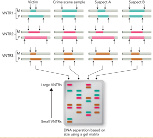 <p>Based on the DNA produced in the gel, who was not at the crime scene?</p>