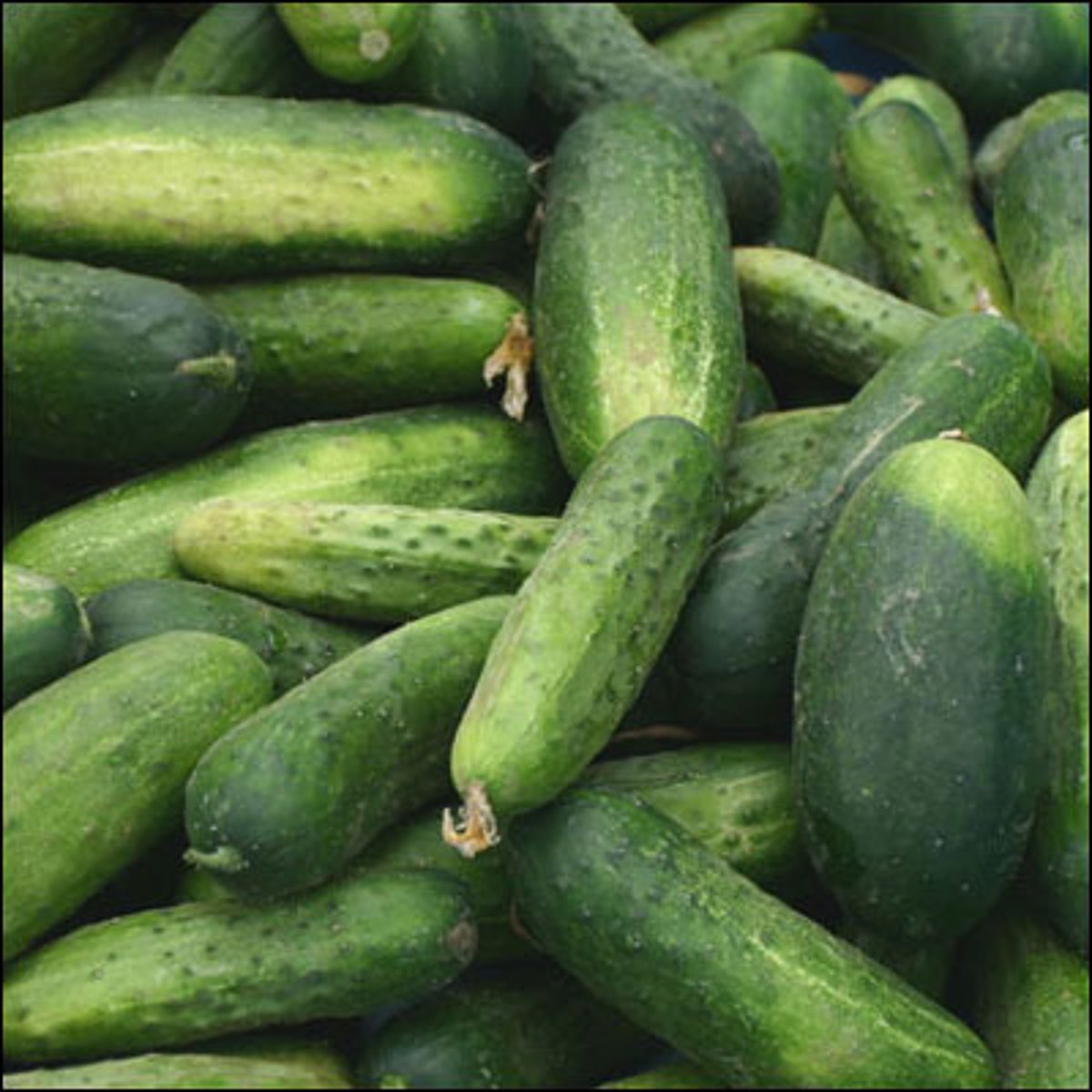 <p>cucumbers</p>