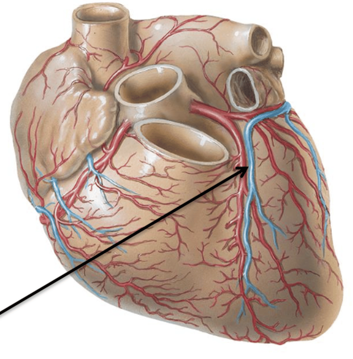 <p>Cardiac Vein that courses with the anterior interventricular artery and circumflex branch. It continues on the back of the heart as the coronary sinus.</p>