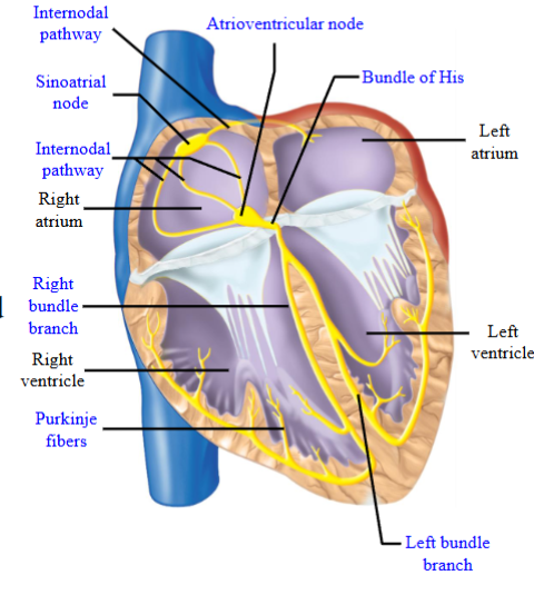 <ul><li><p><span style="color: rgb(0, 0, 0);"><span>The spread of APs through the myocardium leads to the contraction of the heart muscle cells</span></span></p></li><li><p><span style="color: rgb(0, 0, 0);"><span>The heart contracts in series: first both atria depolarize and contract as a unit before both ventricles depolarize and contract as a unit</span></span></p></li><li><p><span style="color: rgb(0, 0, 0);"><span>The conducting myocytes are found in: sinoatrial node (SAN), internodal</span></span><span style="color: rgb(0, 0, 0);"><br></span><span style="color: rgb(0, 0, 0);"><span>pathways, atrioventricular node (AVN), the bundle of His (AV bundle), the left</span></span><span style="color: rgb(0, 0, 0);"><br></span><span style="color: rgb(0, 0, 0);"><span>and right bundle branches, Purkinje fibers</span></span><span style="color: rgb(0, 0, 0);"><br></span><span style="color: rgb(0, 0, 0);"><span>- SAN located in the wall of the right atrium; AVN located at the base of the right</span></span><span style="color: rgb(0, 0, 0);"><br></span><span style="color: rgb(0, 0, 0);"><span>atrium; internodal pathways extend from the SAN to the AVN and also cross the</span></span><span style="color: rgb(0, 0, 0);"><br></span><span style="color: rgb(0, 0, 0);"><span>interatrial septum to the left atrium; bundle of His passes through the cardiac</span></span><span style="color: rgb(0, 0, 0);"><br></span><span style="color: rgb(0, 0, 0);"><span>skeleton; left and right bundle branches travel along the interventricular</span></span><span style="color: rgb(0, 0, 0);"><br></span><span style="color: rgb(0, 0, 0);"><span>septum; left and right bundle branches make contact with Purkinje fibers, which</span></span><span style="color: rgb(0, 0, 0);"><br></span><span style="color: rgb(0, 0, 0);"><span>extend into the myocardium of the ventricles</span></span></p></li><li><p><span style="color: rgb(0, 0, 0);"><span>Cardiac skeleton: Non-conducting or it will not allow APs to travel across it</span></span><span style="color: rgb(0, 0, 0);"><br></span><span style="color: rgb(0, 0, 0);"><span>- Physically separates the atria from the ventricles: The only electrical connection between the atria and ventricles in a normal heart is the AVN and the Bundle of His</span></span></p></li></ul><p></p>