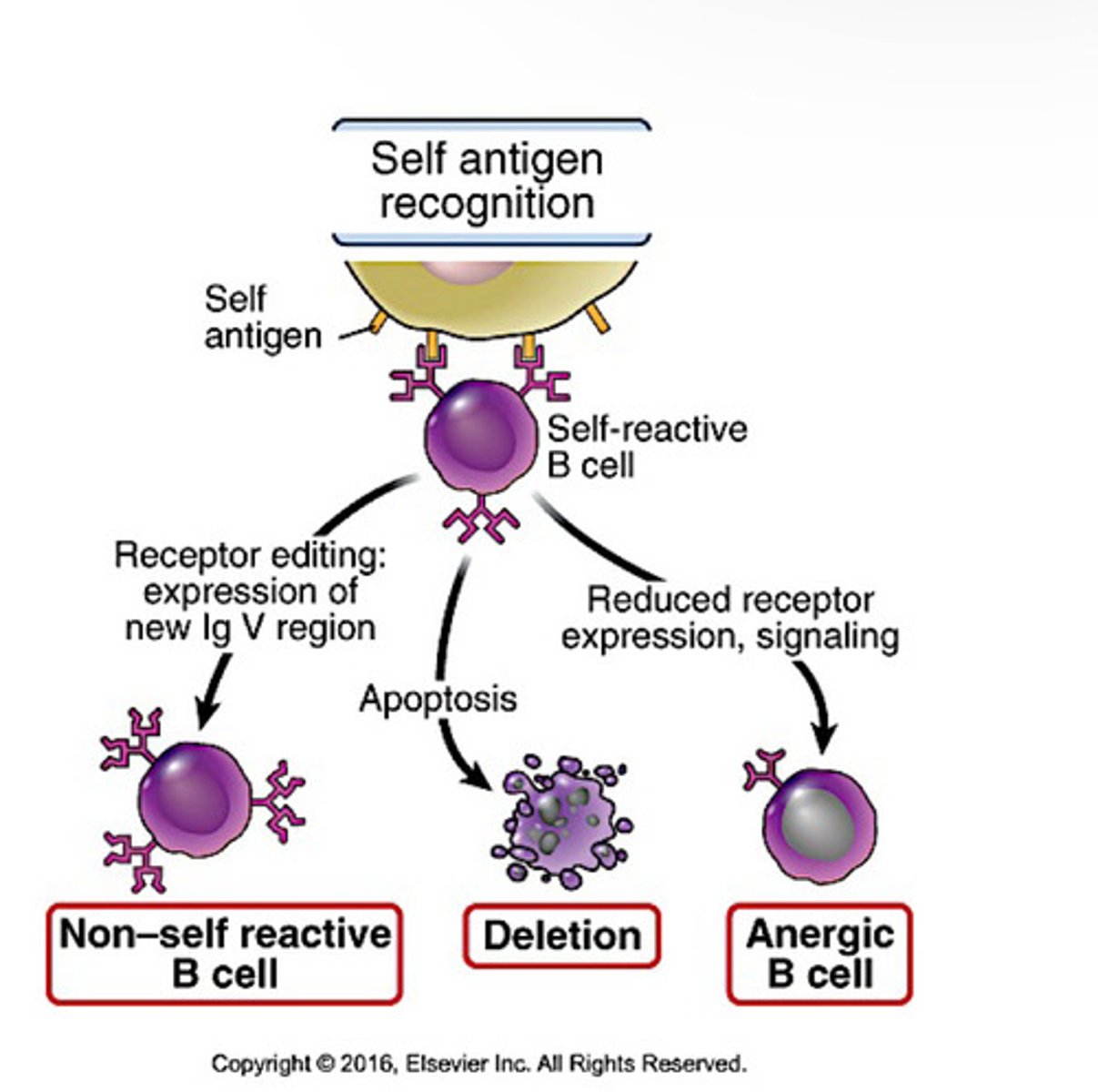 <p>-immature B cells that recognize self antigens in the bone marrow with high affinity either change their specificity or are deleted</p><p>-recognize with low affinity become anergic</p>