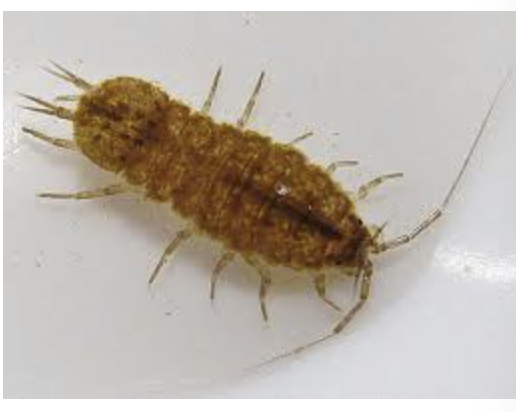 <p>importance: C2, streams recovering from sewage pollution</p><p>ecology: eaten by vertebrates/invertebrates</p><p>life: IM</p><p>feeding: omnivorous, dead matter</p>