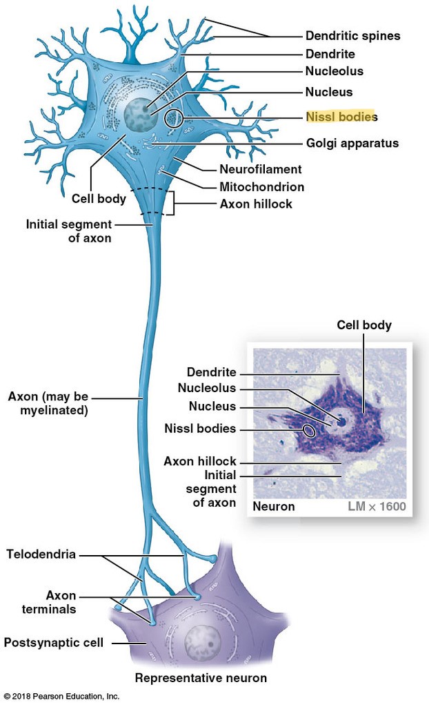 <p>region of the cell body where RER and free ribosomes are located</p><p>only found in neurons</p><p>reason for gray matter</p>