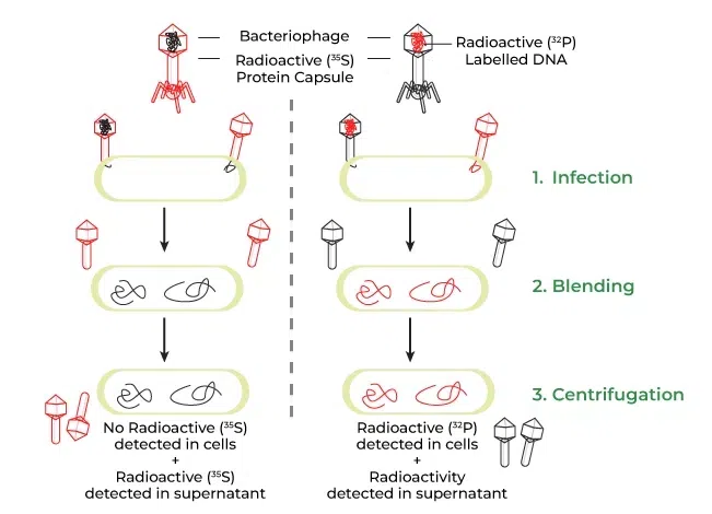 <p>The Hershey-Chase experiment aimed to determine whether DNA or protein serves as genetic material and is transmitted to progeny in bacteriophages. they found that DNA, not protein, was the genetic material transmitted</p>