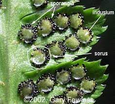 <p>cover sori (a.k.a.covers clusters of sporangia)</p>