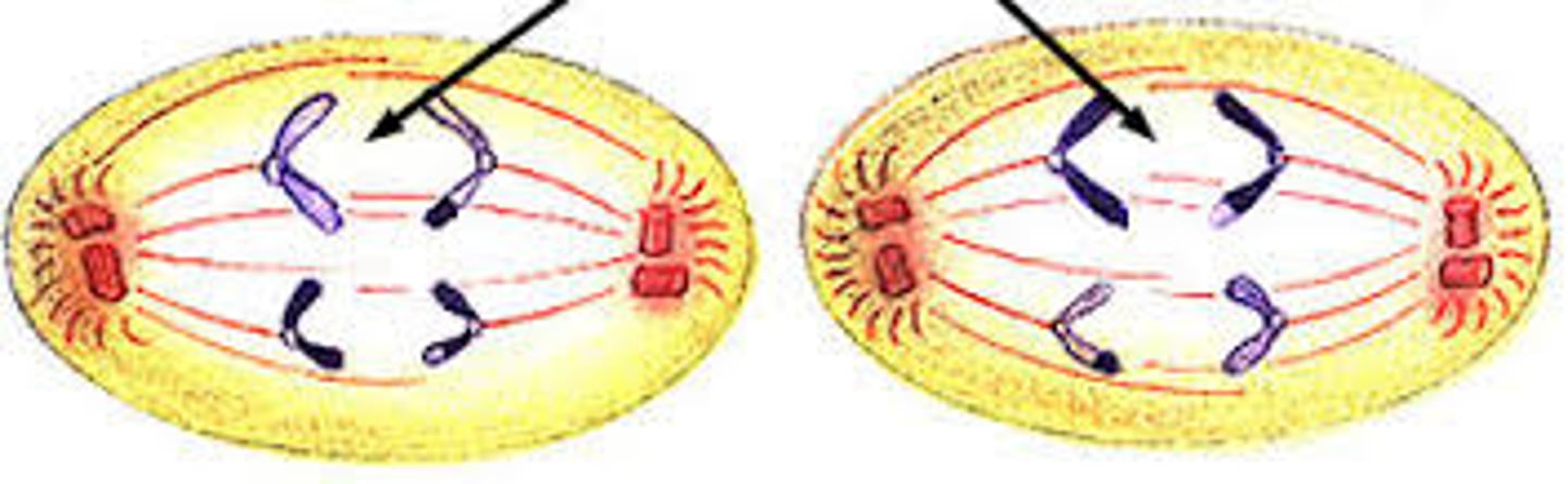 <p>stage of meiosis II where the <span class="bgY">chromatids separate and move to opposite ends of the cell. Each chromatid is now an individual chromosome.</span></p>