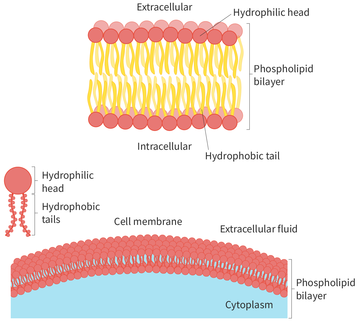 <p>Because the head is hydrophillic and the tail is hydrophobic, the head faces the aqueous solution, and the tail faces inwards</p>