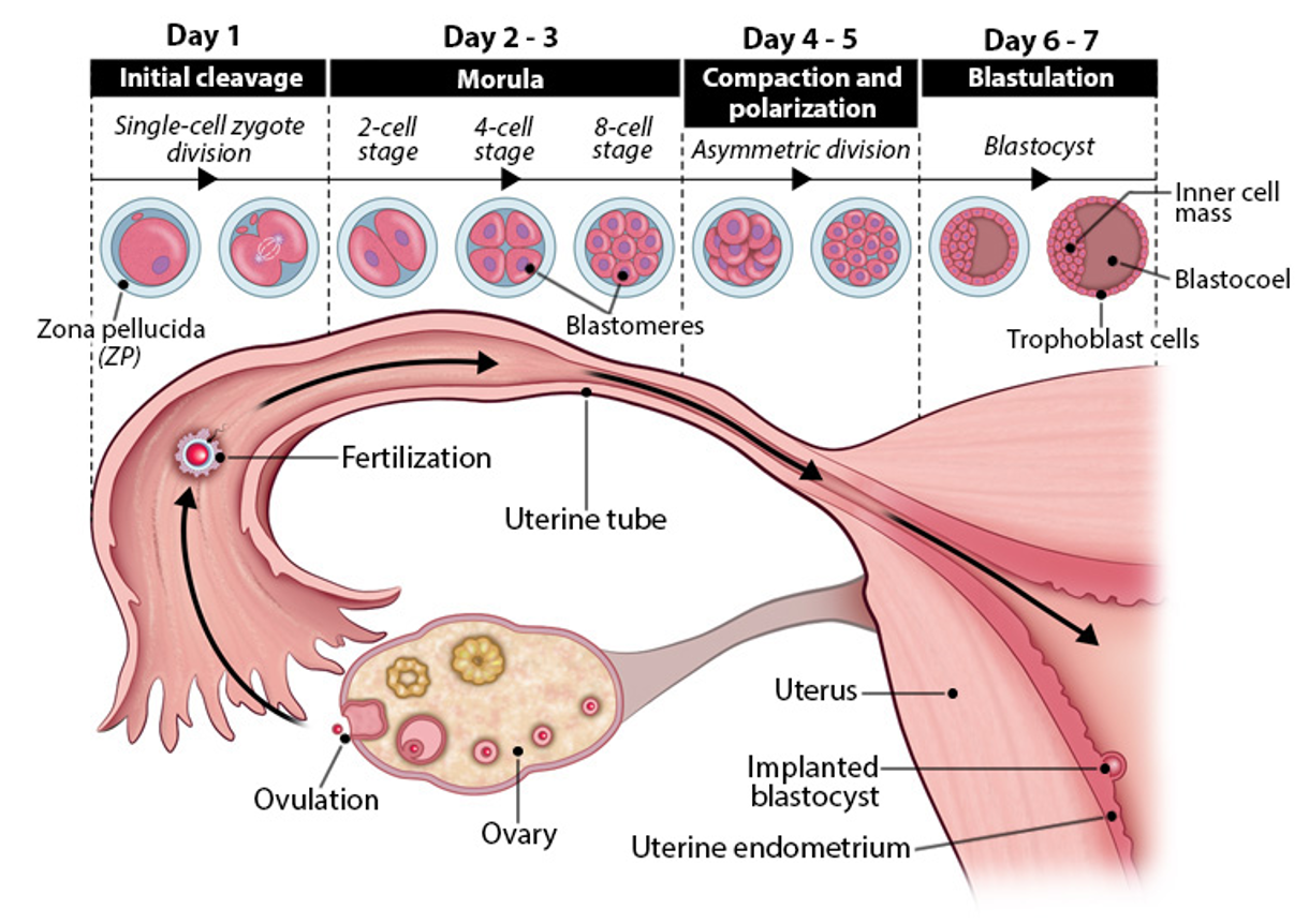 <ul><li><p>day 4-5 embryogenesis</p></li><li><p>blastomeres compact→ form tight ball</p></li><li><p>asymmetric division begin→ polarity established</p></li><li><p>morula enters uterus</p></li></ul><p></p>